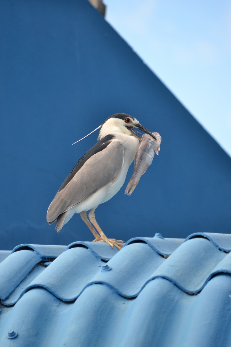 kvakoš noční - ML646740696