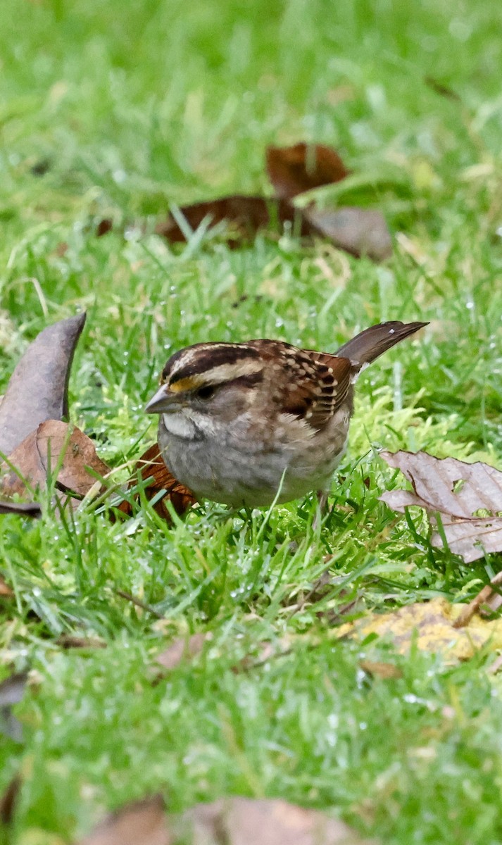 Ak Boğazlı Serçe - ML646740700