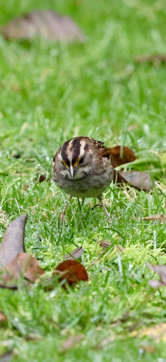 Ak Boğazlı Serçe - ML646740701