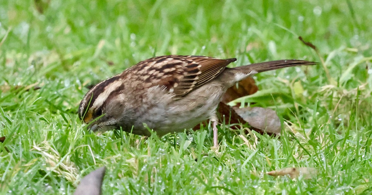 Ak Boğazlı Serçe - ML646740702