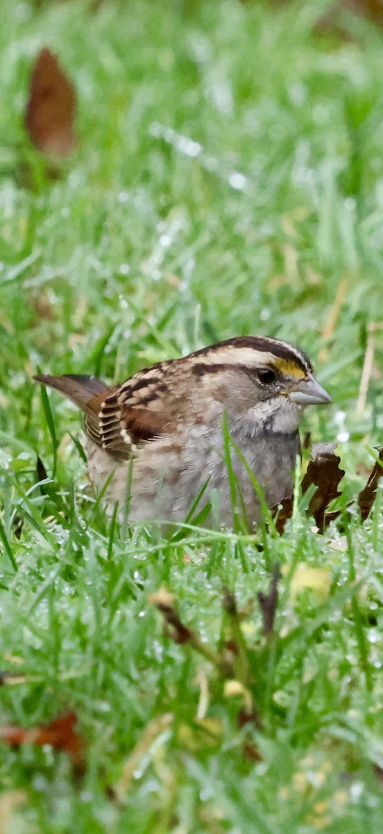 Ak Boğazlı Serçe - ML646740703