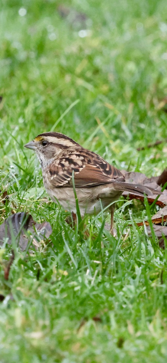 Ak Boğazlı Serçe - ML646740704