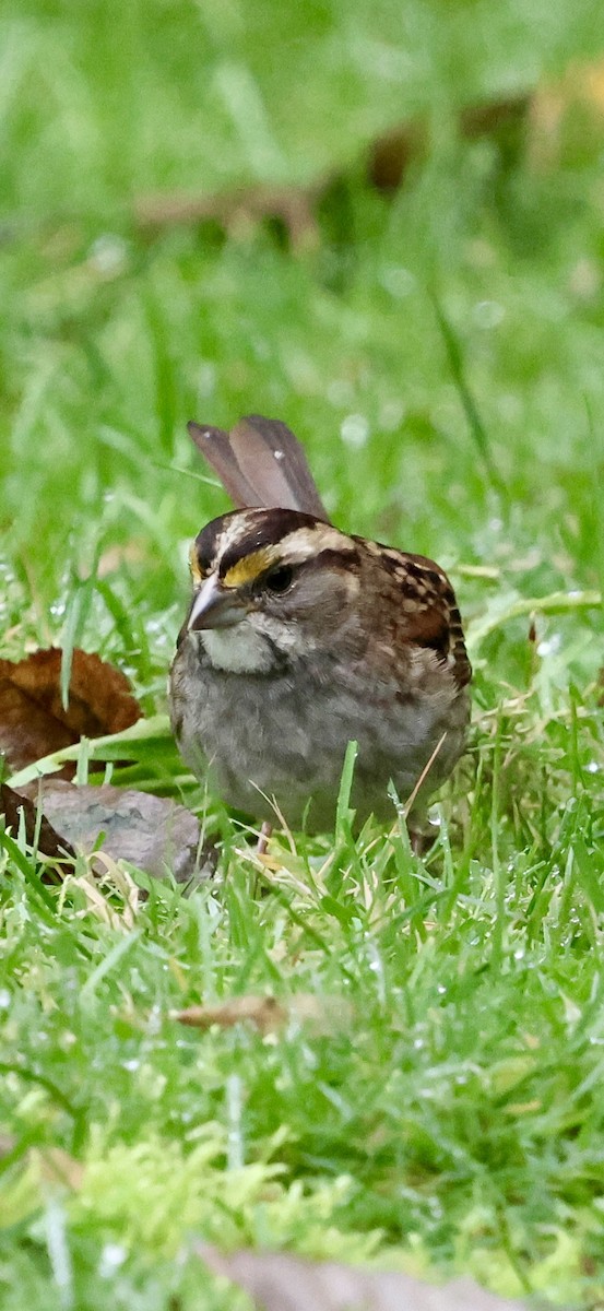 Ak Boğazlı Serçe - ML646740705