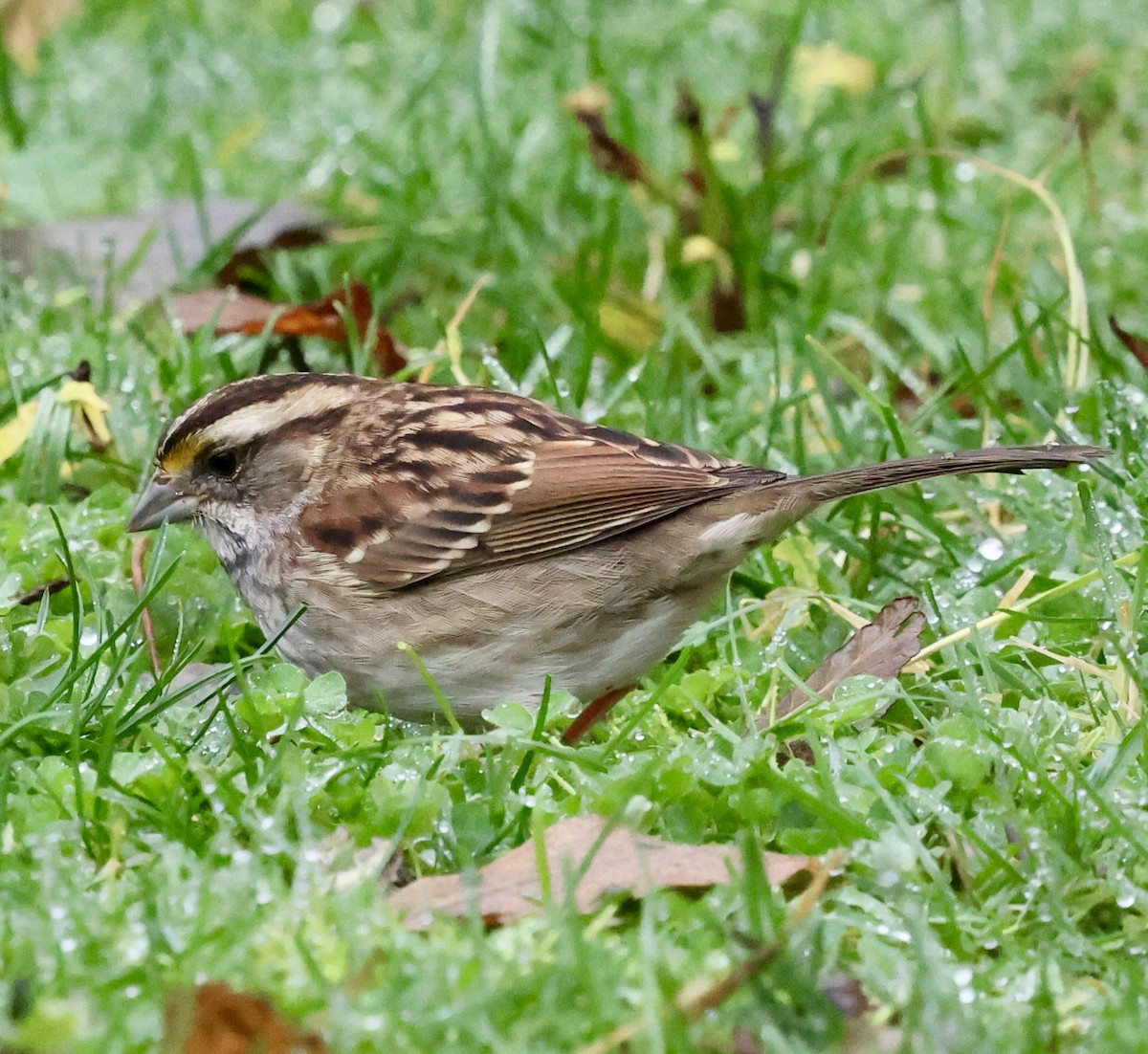 Ak Boğazlı Serçe - ML646740706