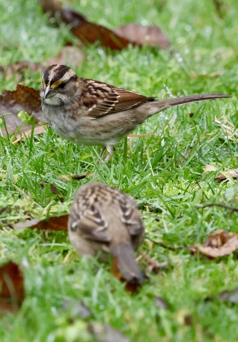 Ak Boğazlı Serçe - ML646740707