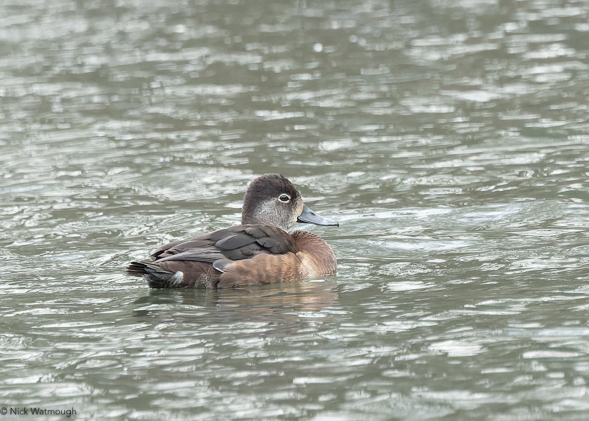 Porrón Acollarado - ML646740708