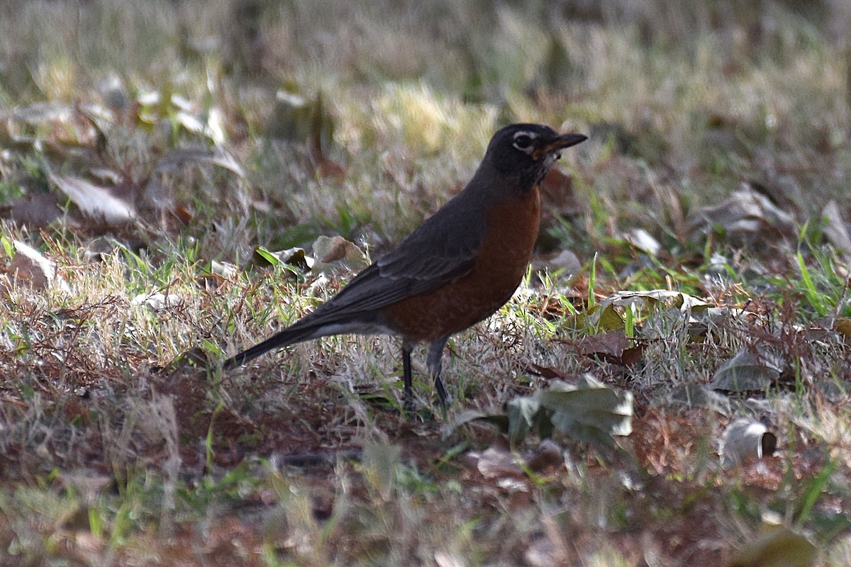 American Robin - ML646740712