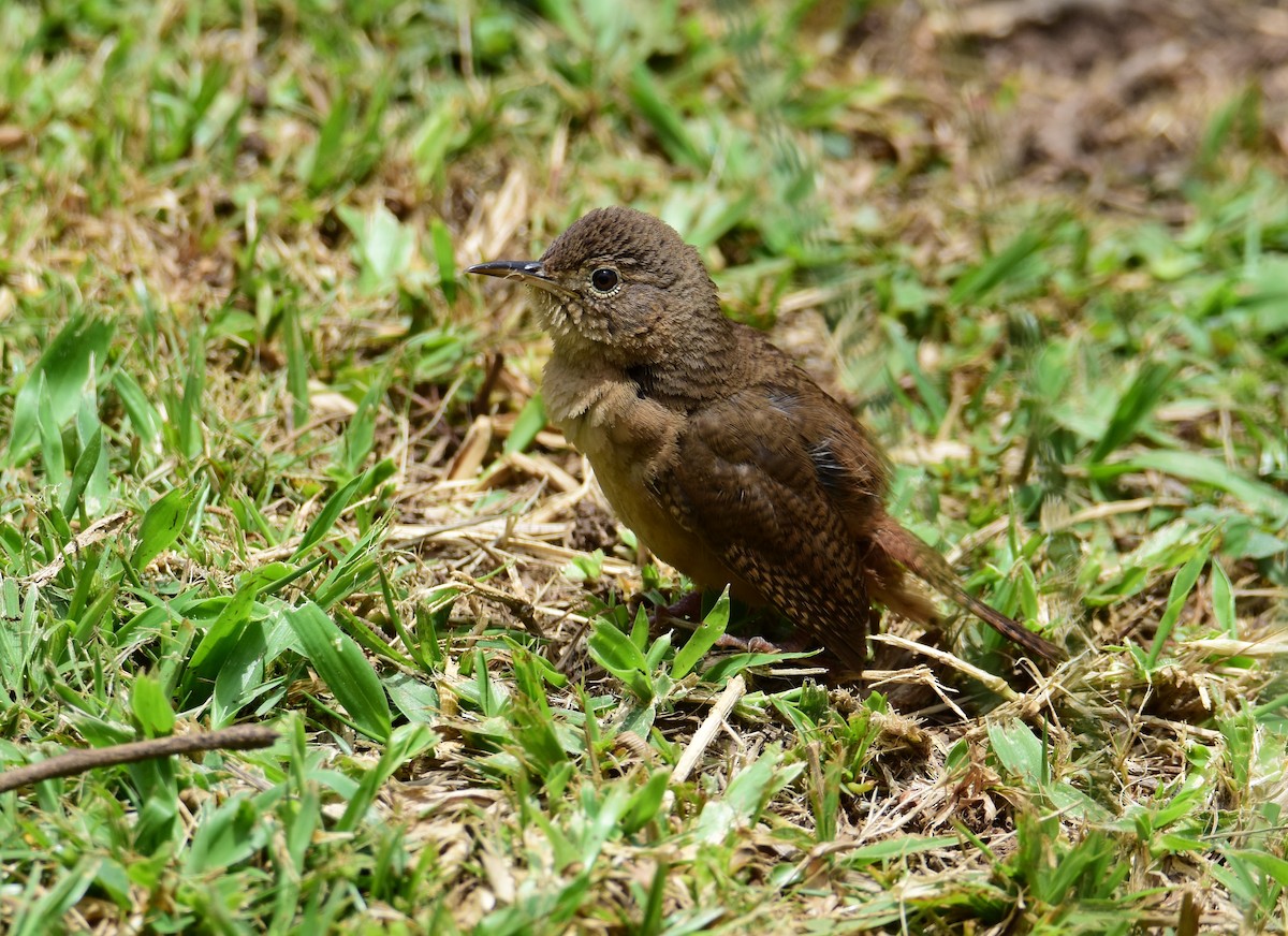 Southern House Wren - ML646740713