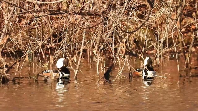 מרגון מקושט - ML646740714