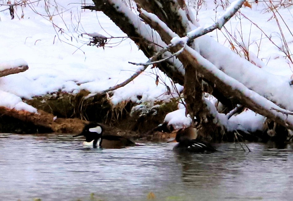Hooded Merganser - ML646740715