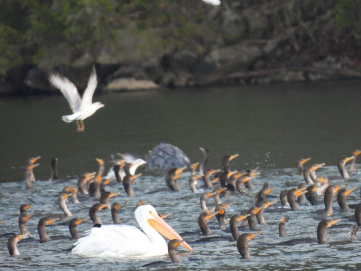 American White Pelican - ML646740716