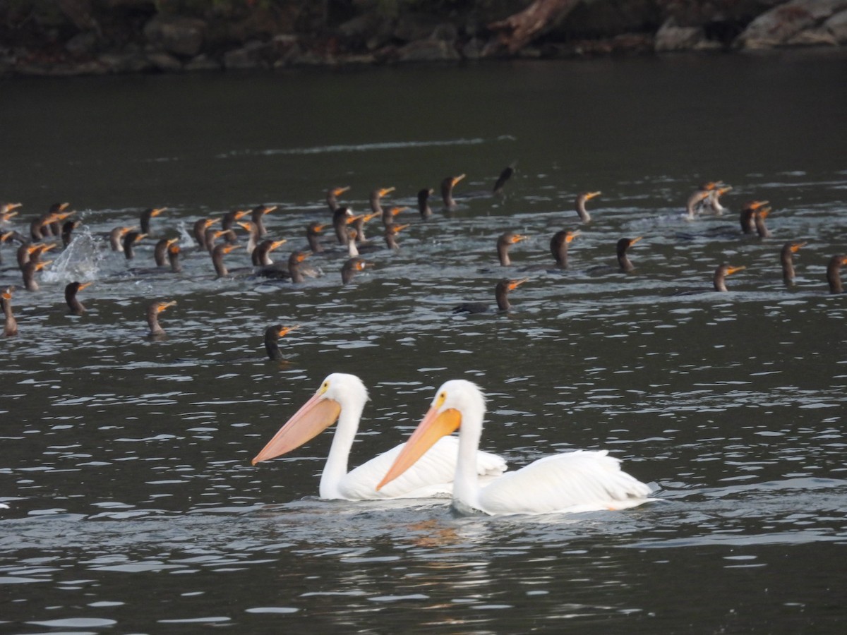 American White Pelican - ML646740717