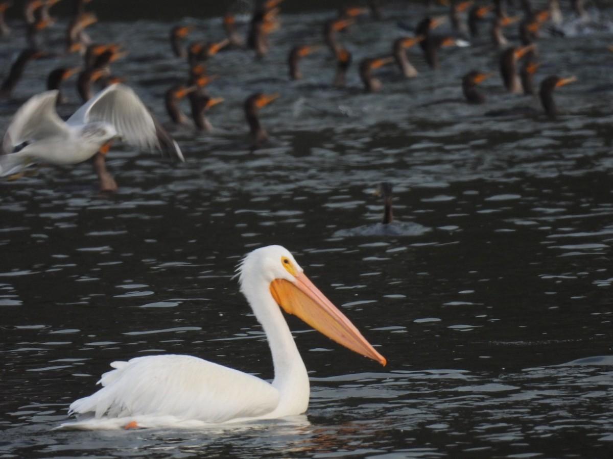 American White Pelican - ML646740718