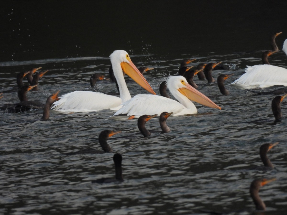 American White Pelican - ML646740719