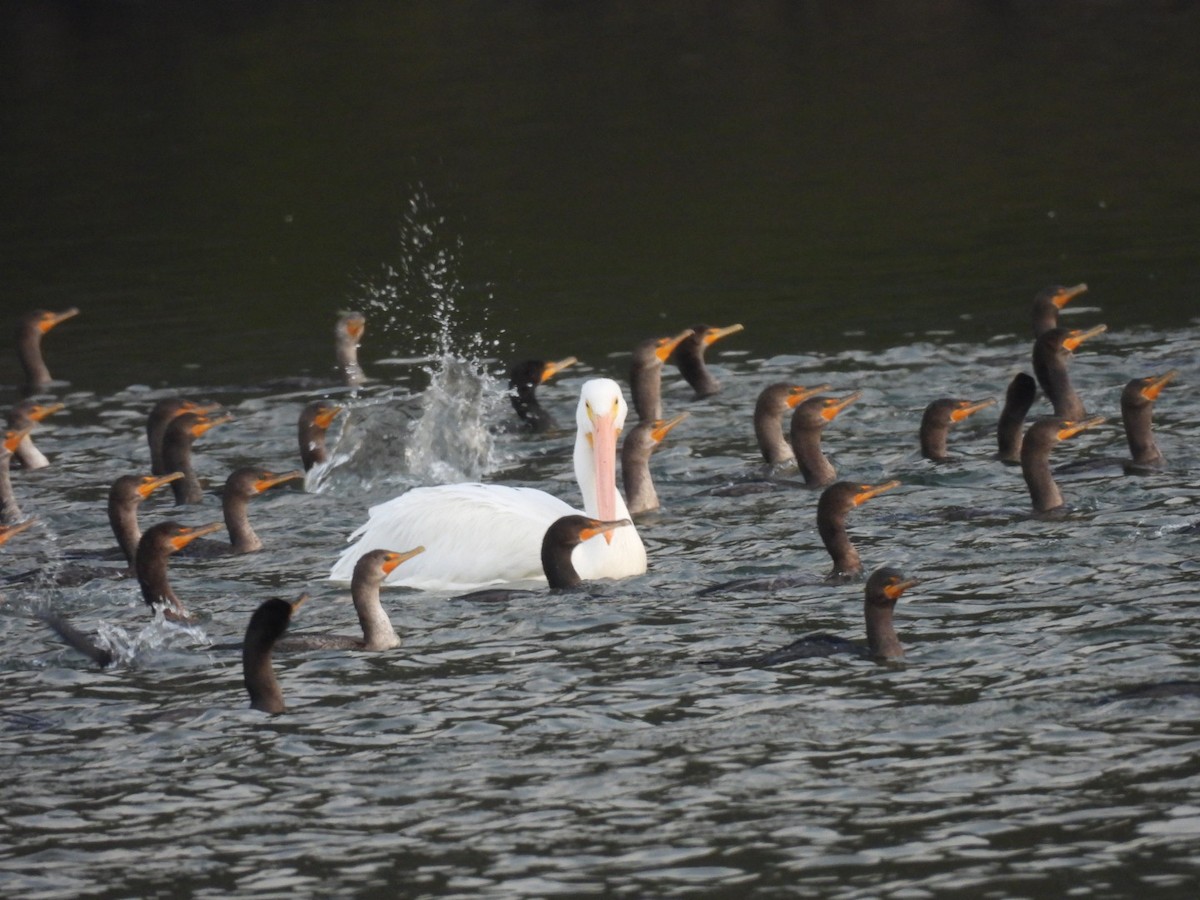 American White Pelican - ML646740720