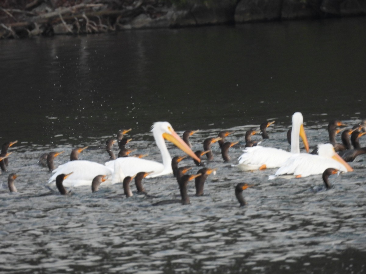 American White Pelican - ML646740721