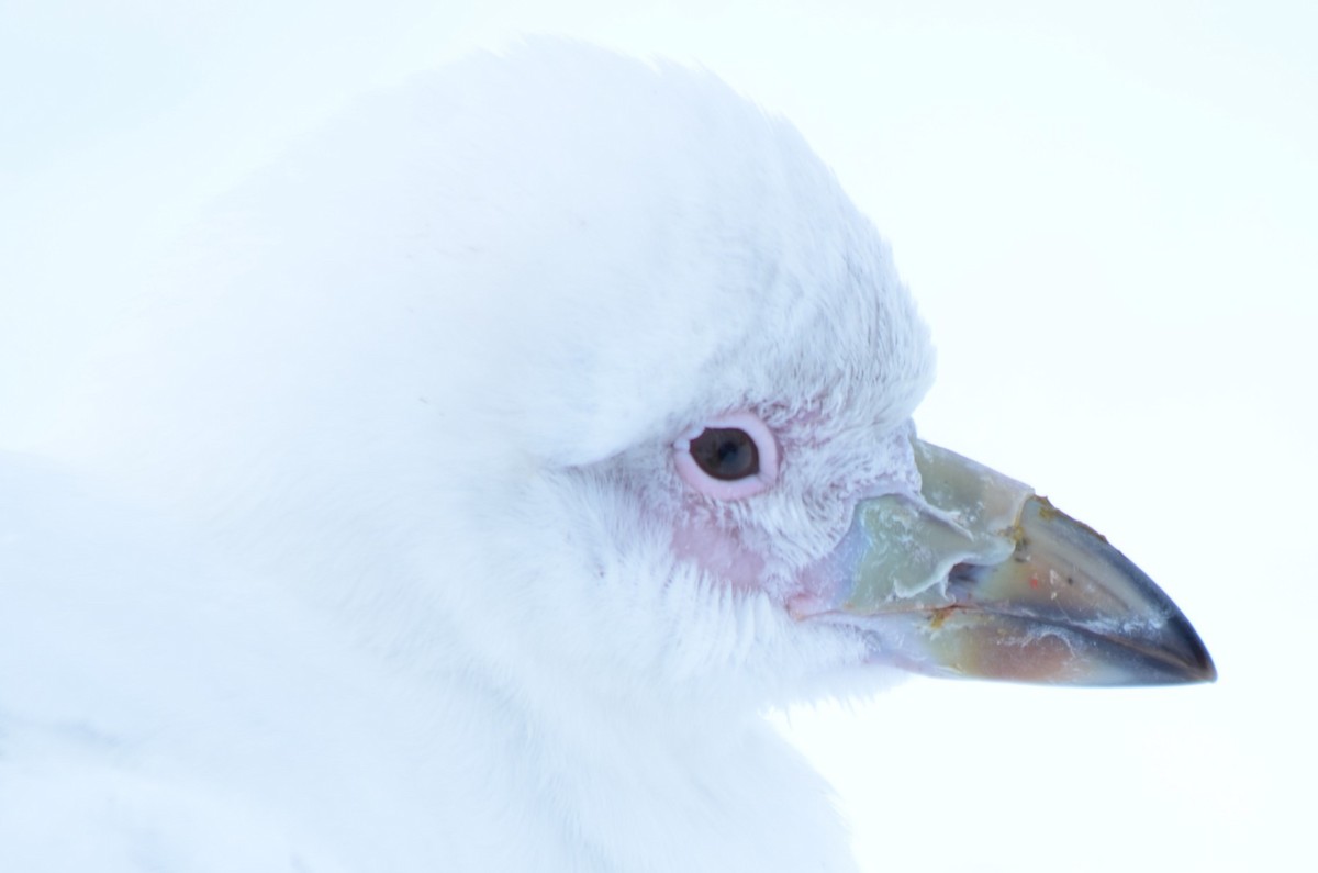 サヤハシチドリ - ML646740723