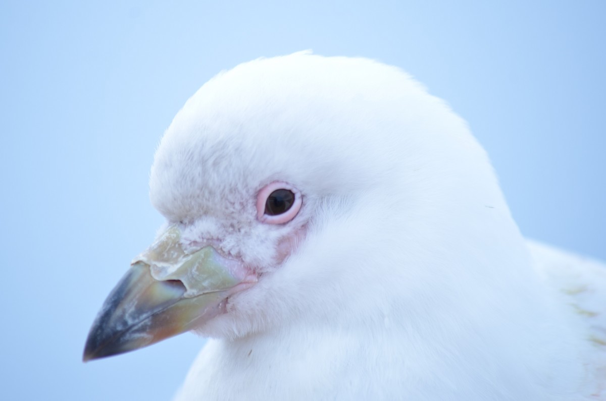 サヤハシチドリ - ML646740724