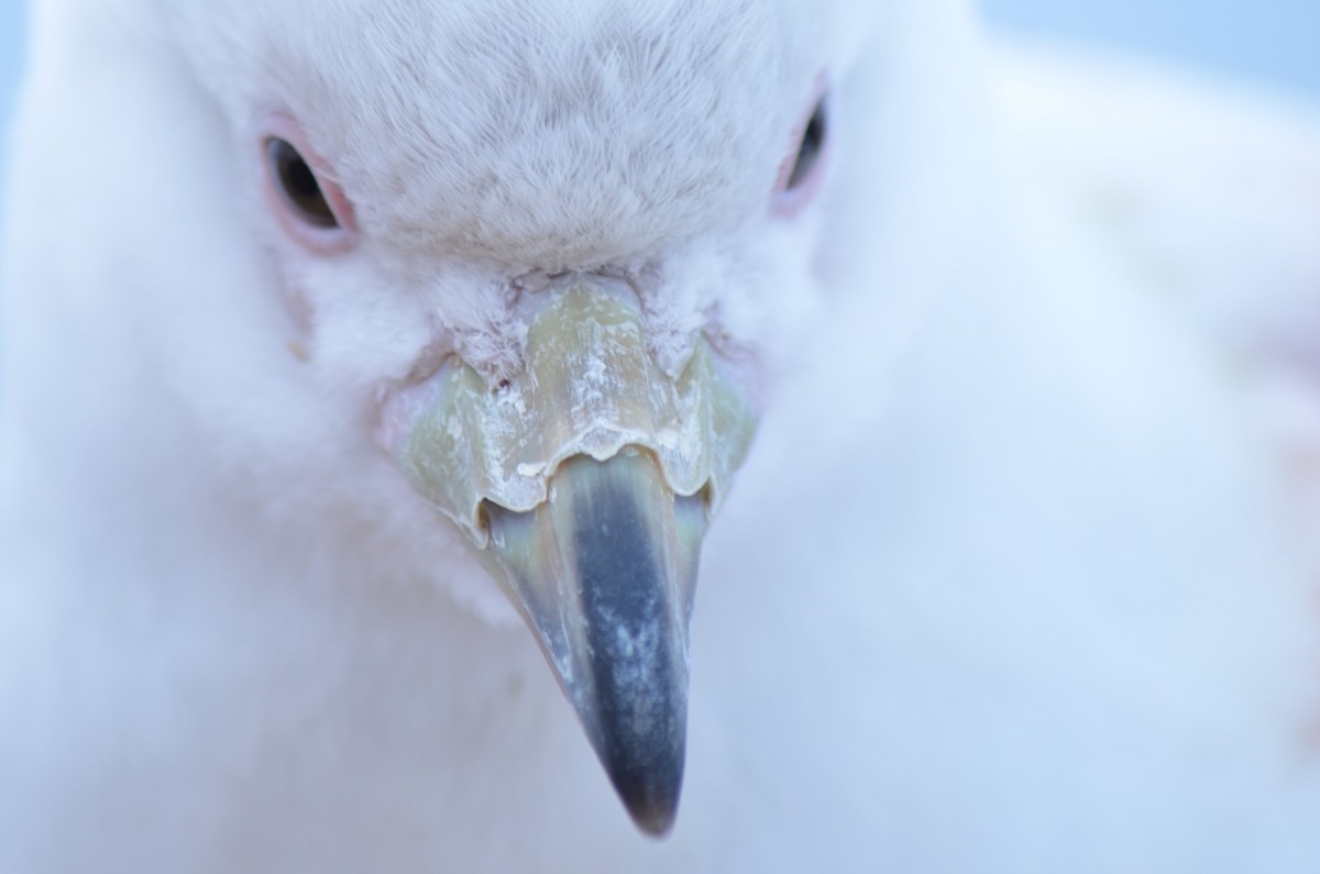 サヤハシチドリ - ML646740725