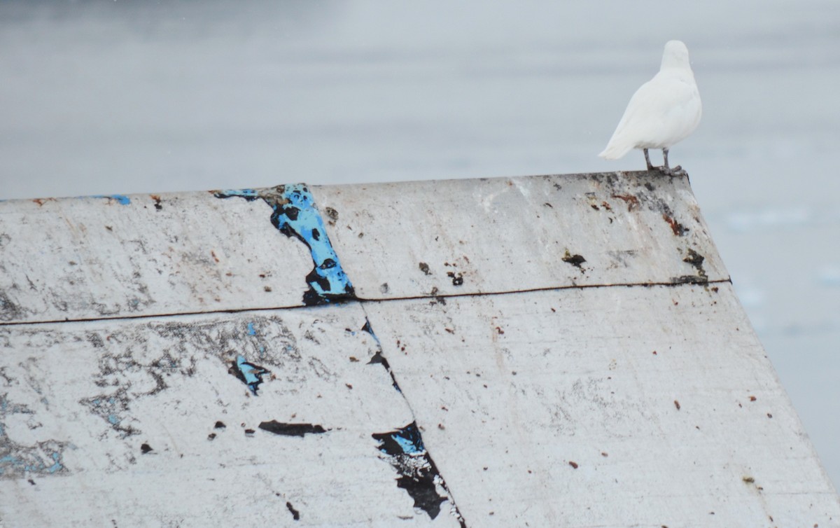 サヤハシチドリ - ML646740726