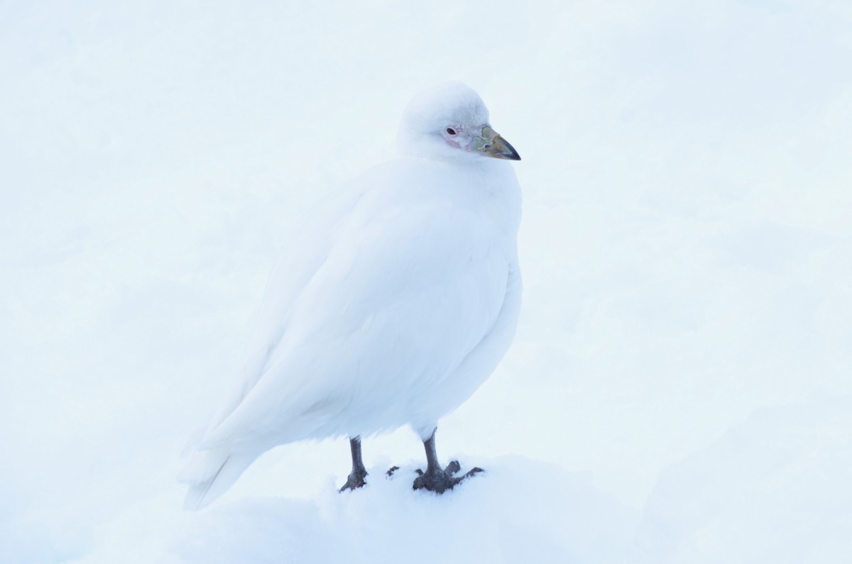 サヤハシチドリ - ML646740727