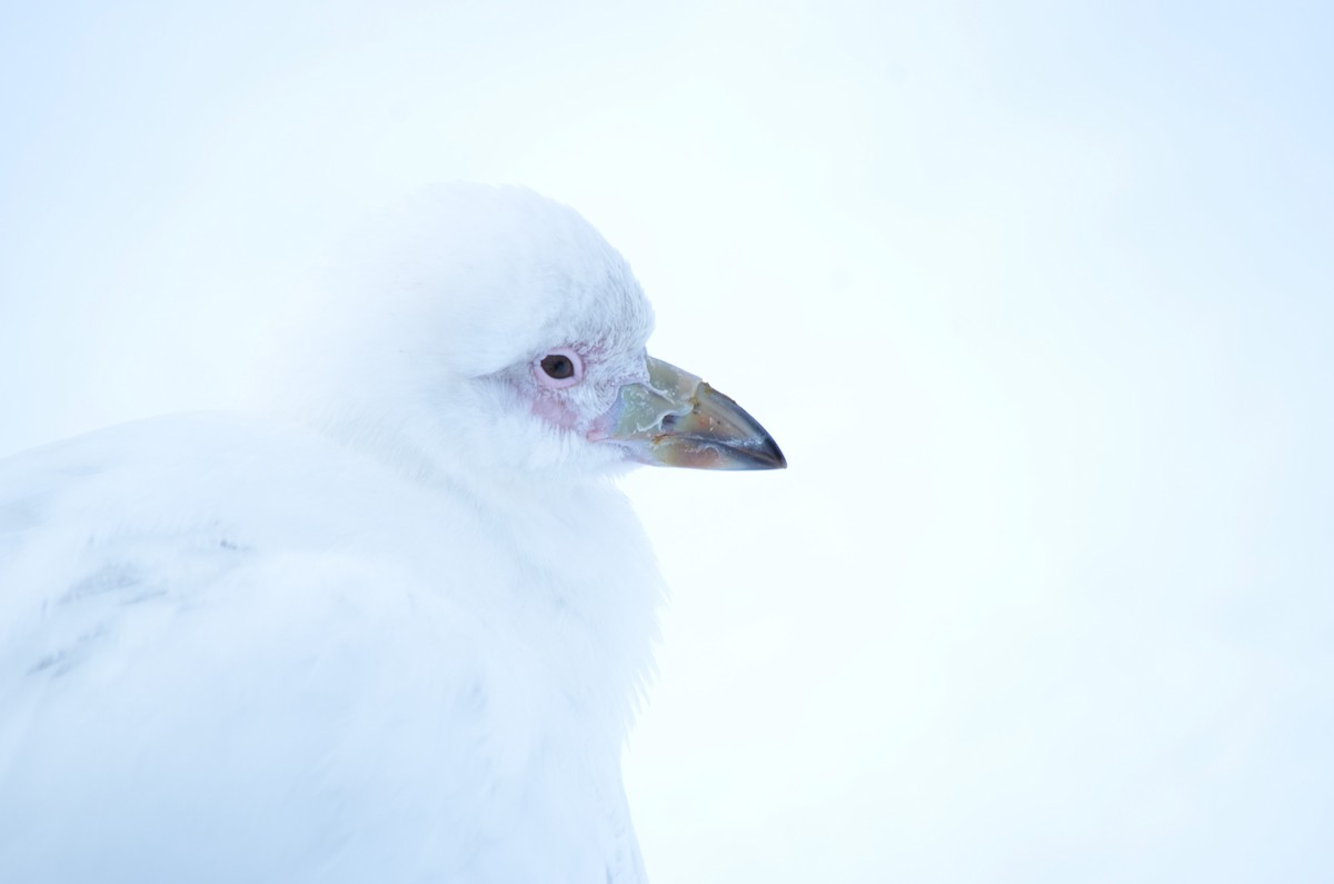 サヤハシチドリ - ML646740728