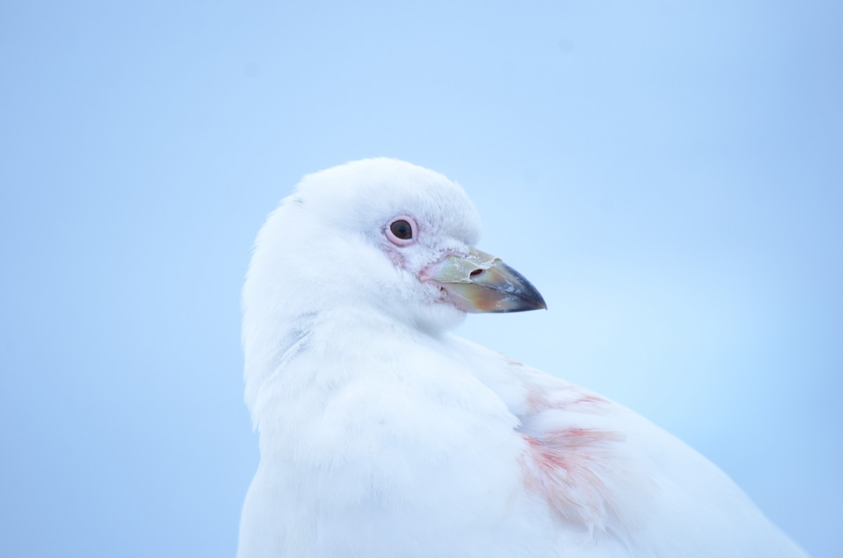 サヤハシチドリ - ML646740729