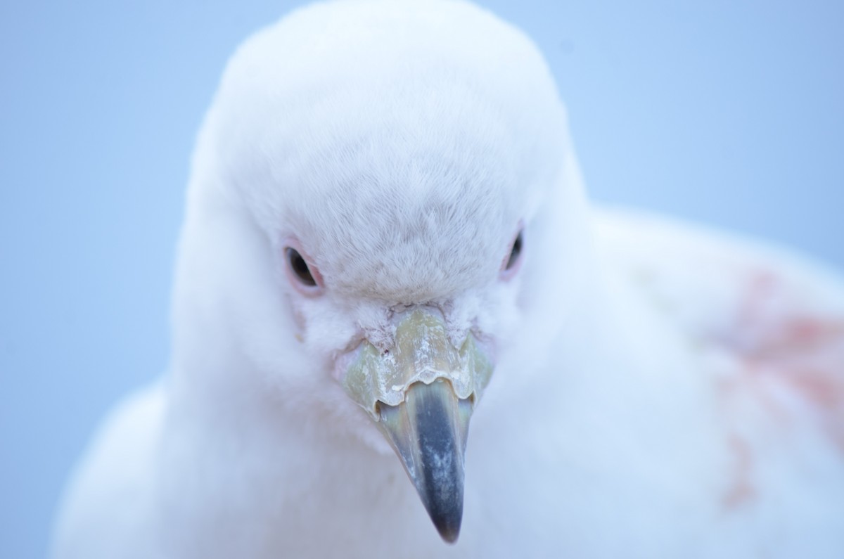 サヤハシチドリ - ML646740730