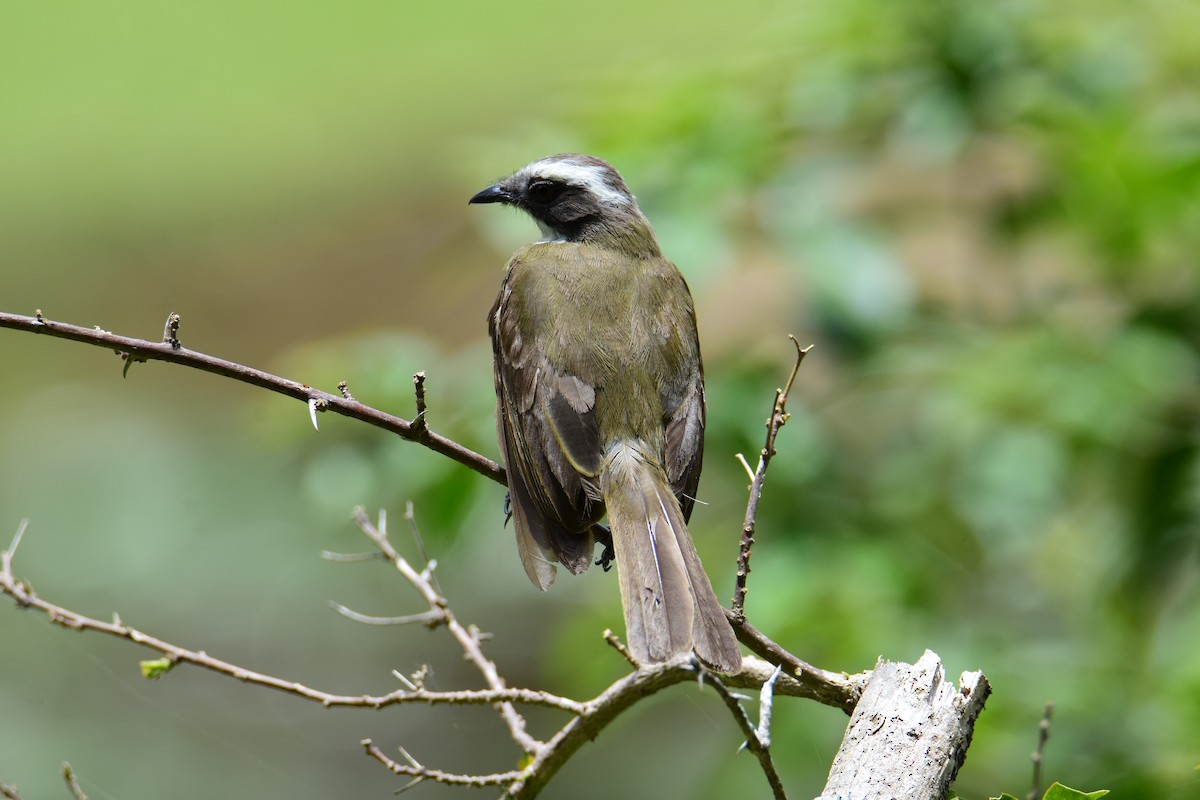 アカボウシヒタキモドキ - ML646740732