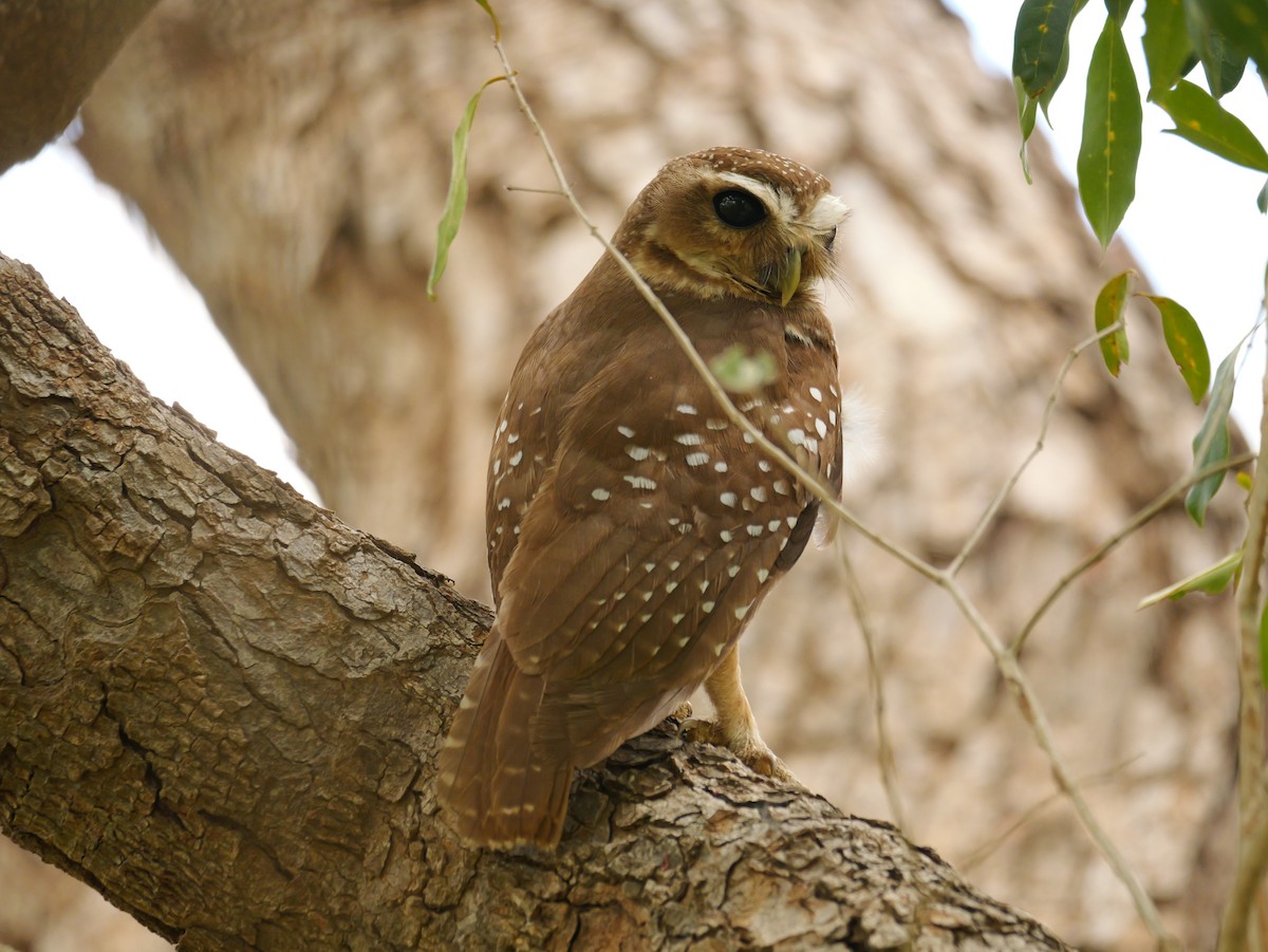 White-browed Owl - ML646740734
