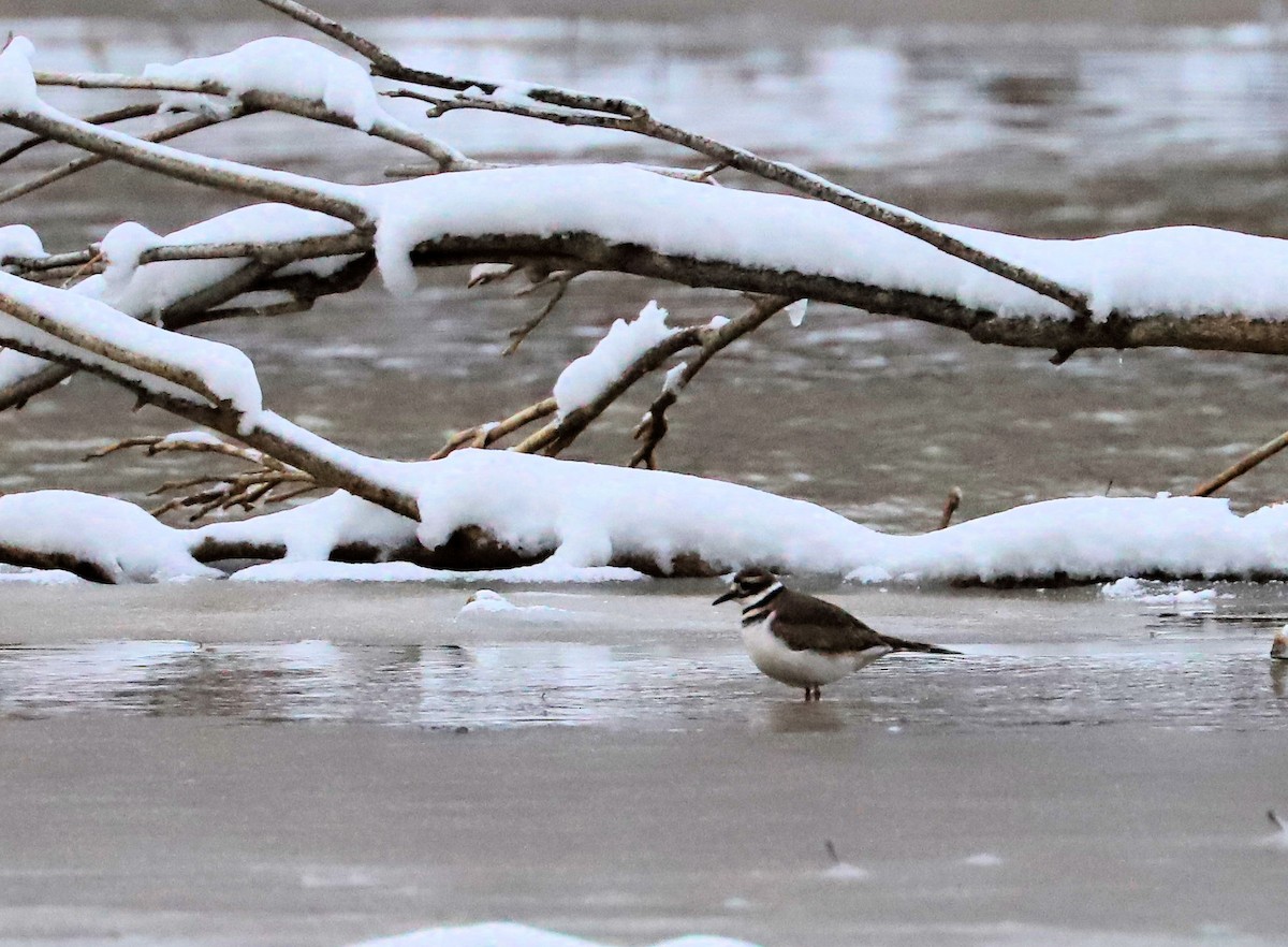 Killdeer - ML646740735