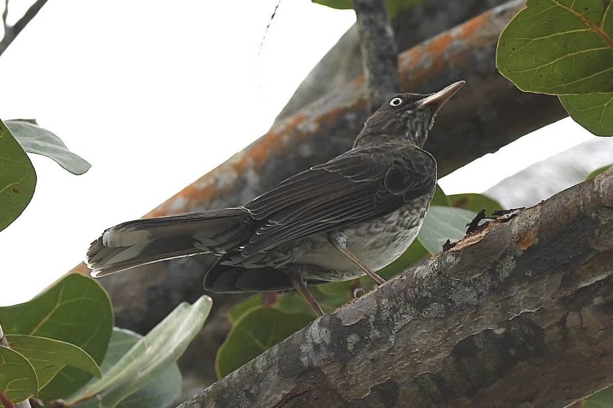 Cuitlacoche Chucho - ML646740739