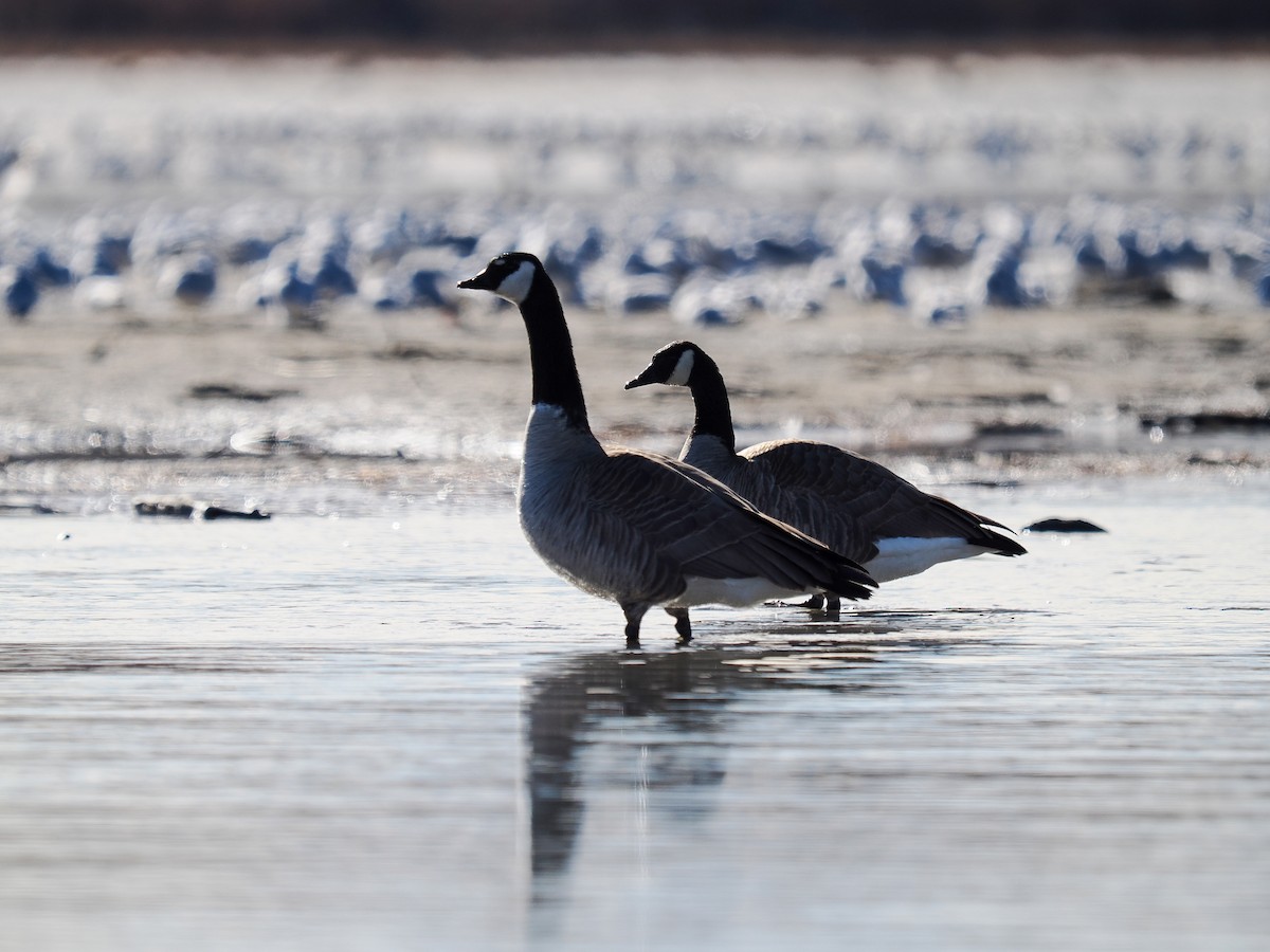 小加拿大雁 - ML646740744