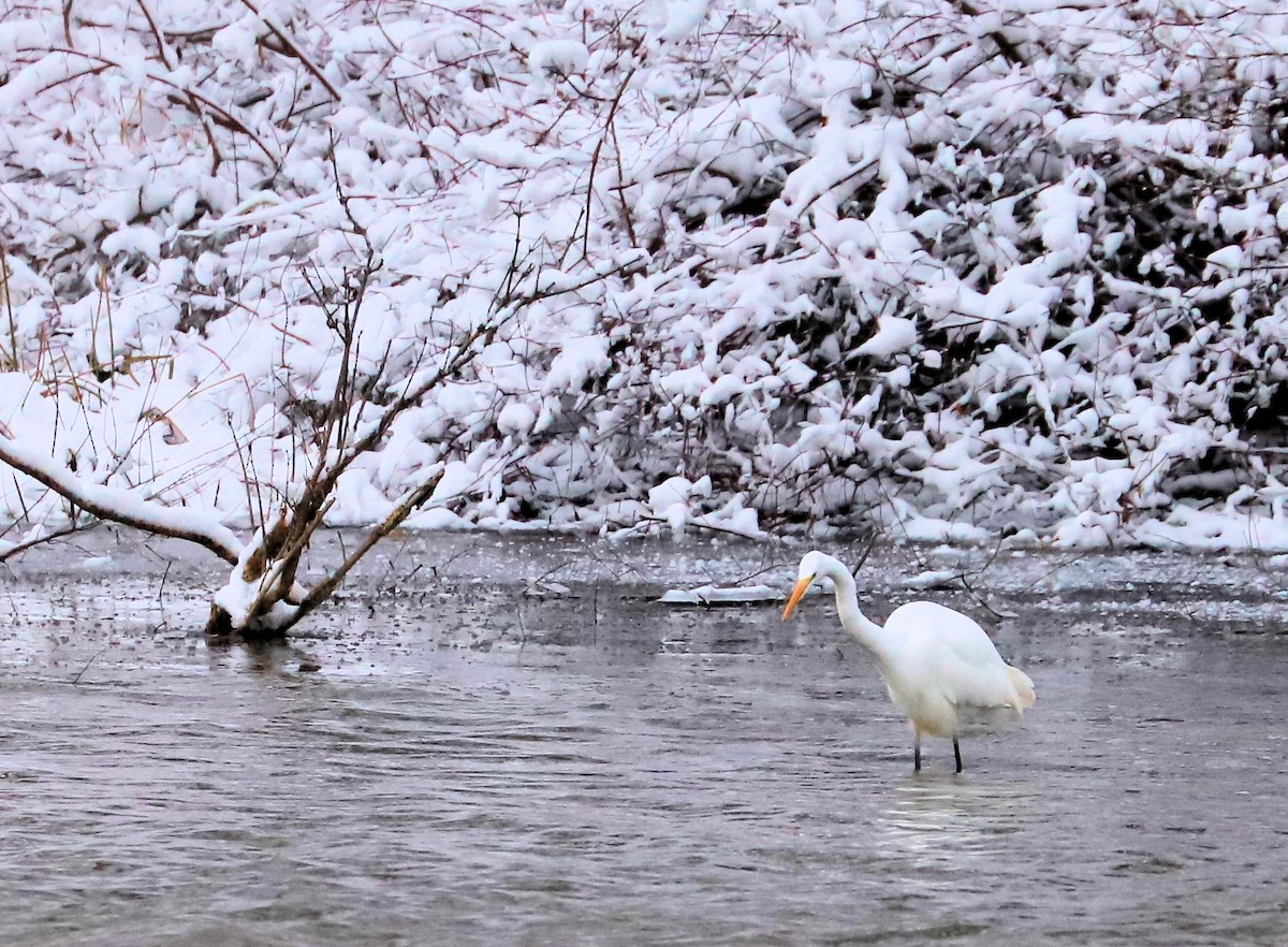 Great Egret - ML646740745