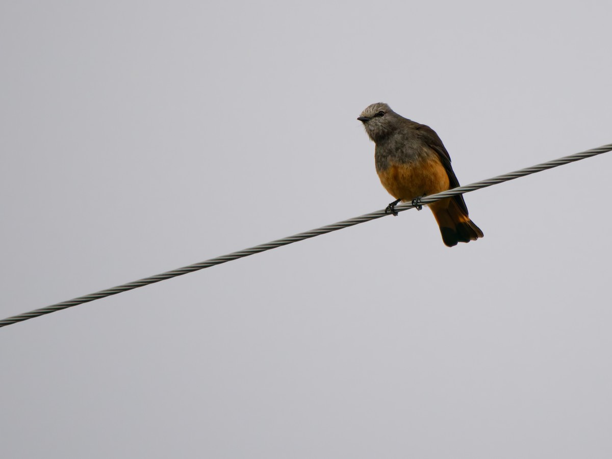 Birro Culirrojo - ML646740746