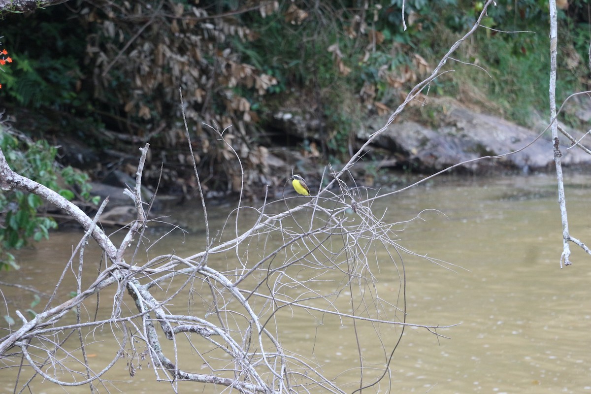 Rusty-margined Flycatcher - ML646740747