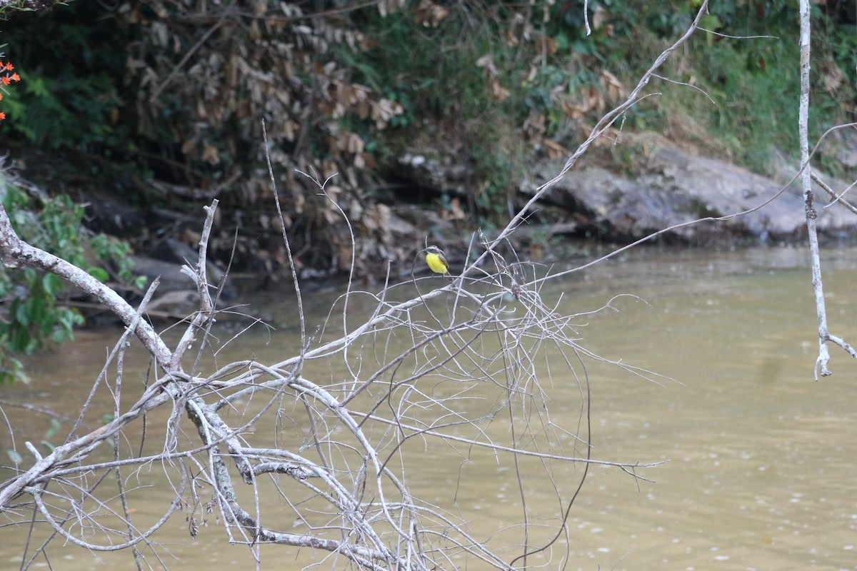 Rusty-margined Flycatcher - ML646740748