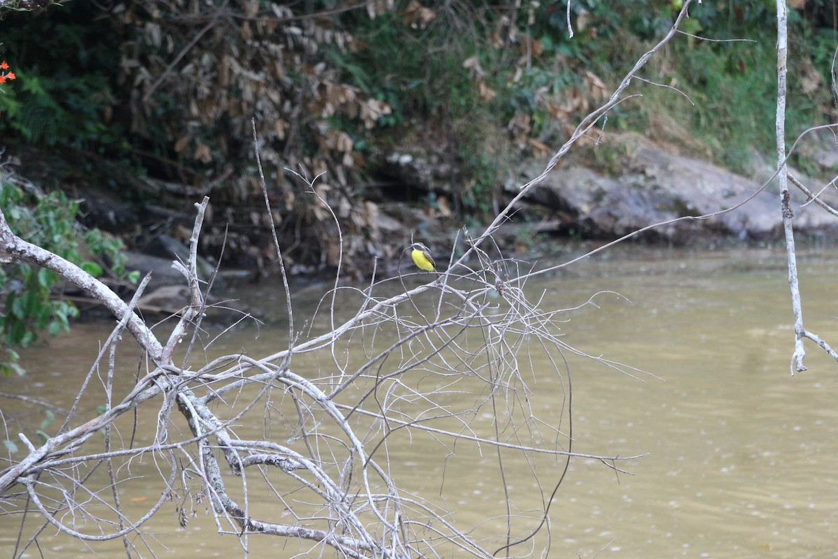 Rusty-margined Flycatcher - ML646740749