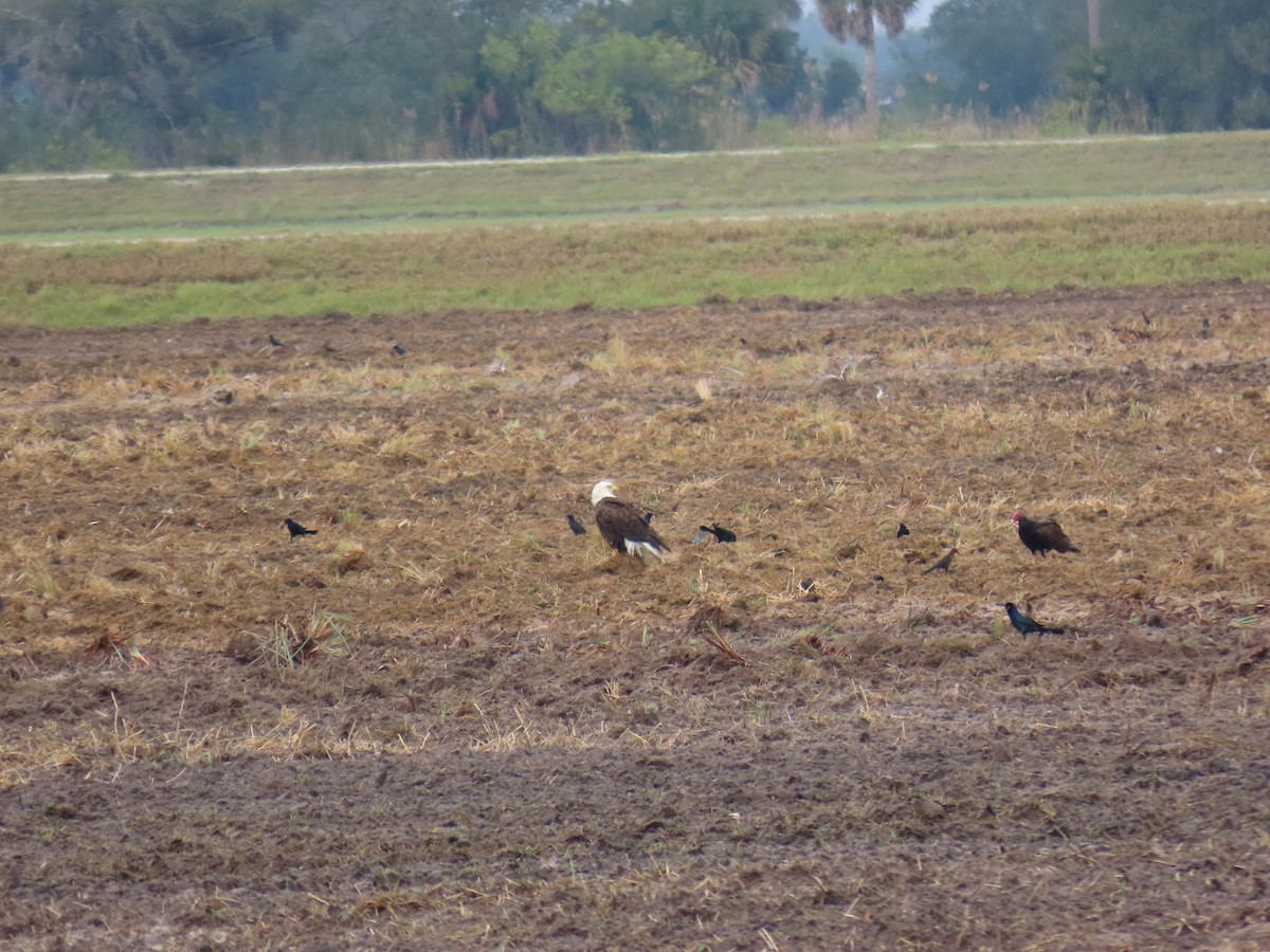 Bald Eagle - ML646740757