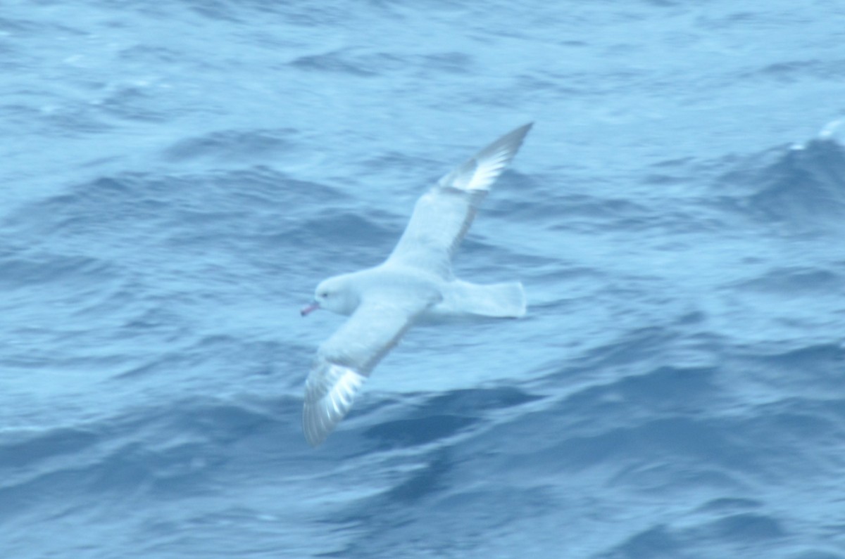 ギンフルマカモメ - ML646740758