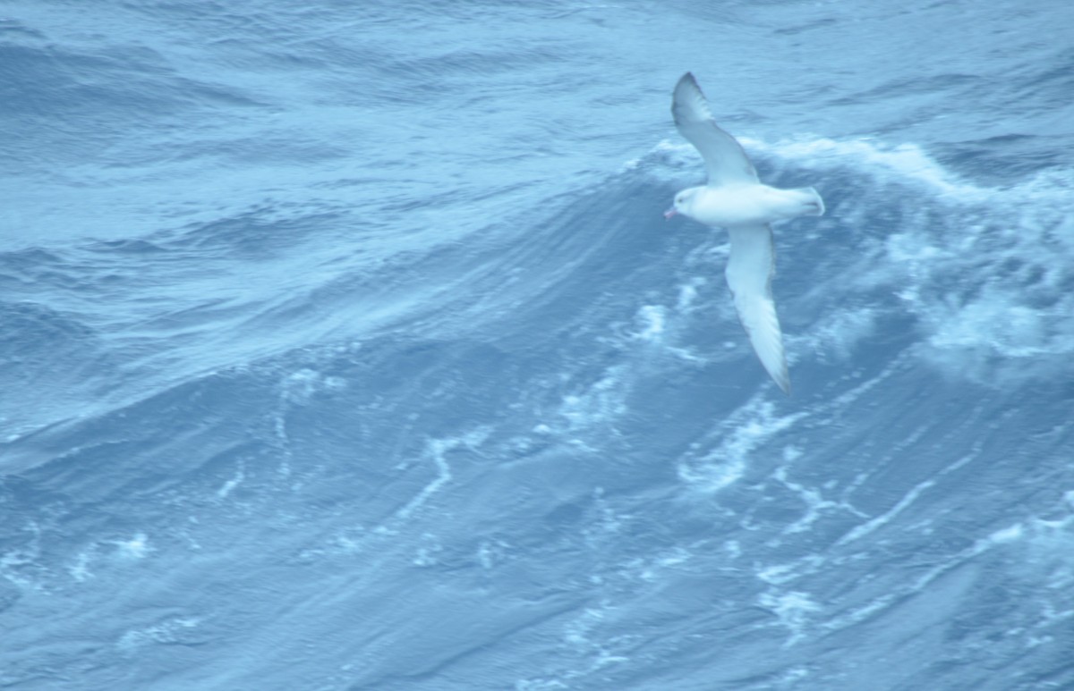 ギンフルマカモメ - ML646740759