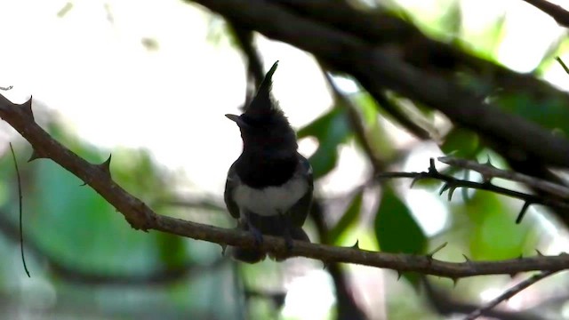 African Crested Flycatcher - ML646740760