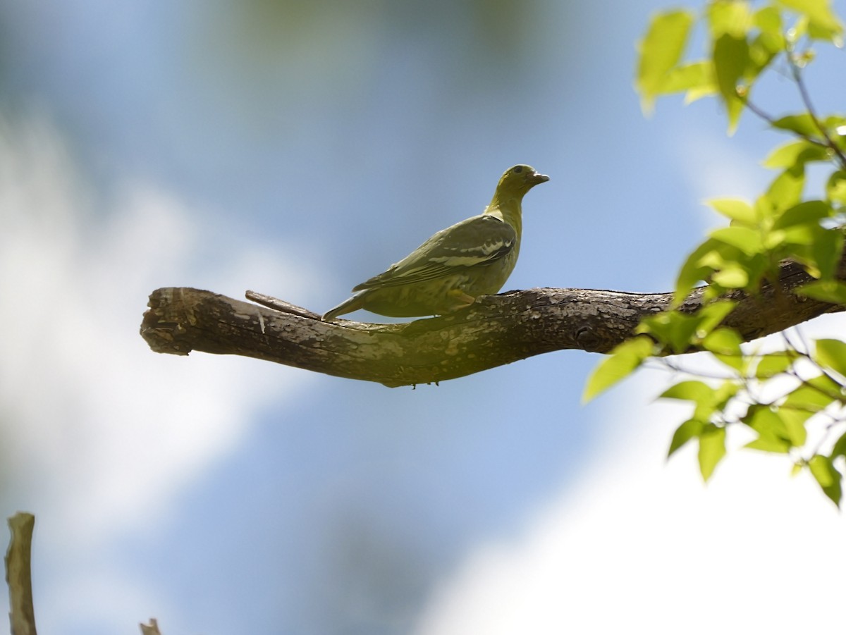 Madagascar Green-Pigeon - ML646740761