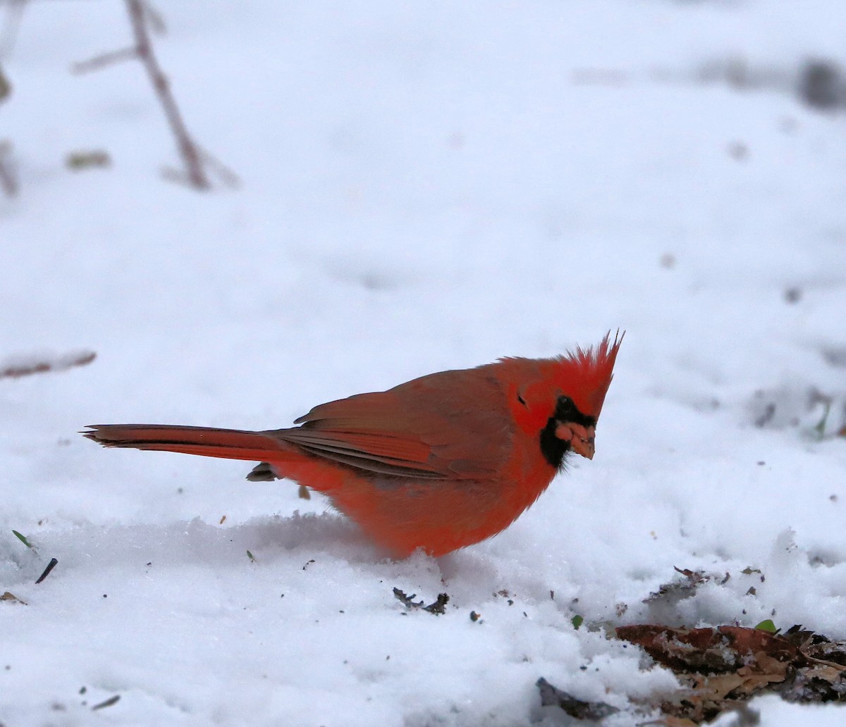 Northern Cardinal - ML646740762
