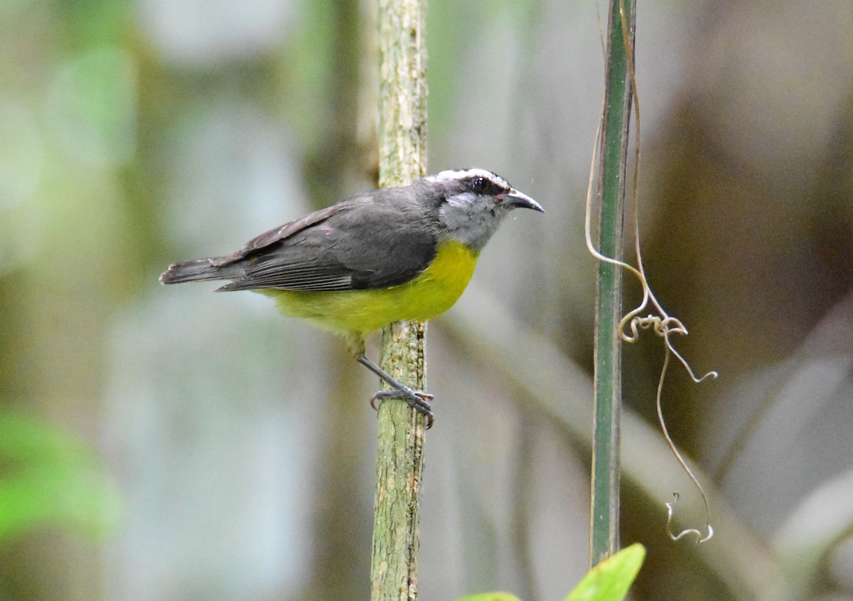 マミジロミツドリ - ML646740767