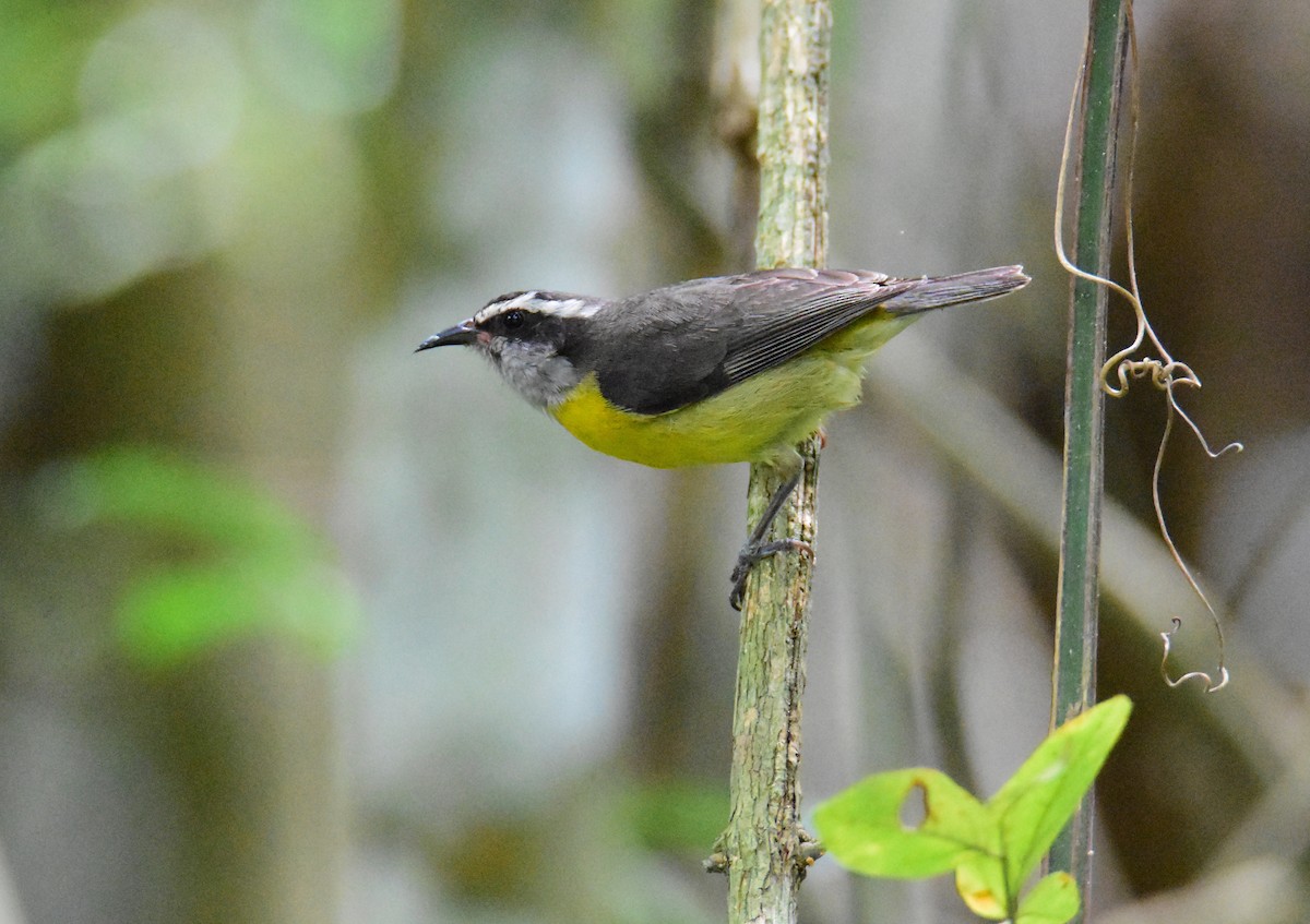 マミジロミツドリ - ML646740768