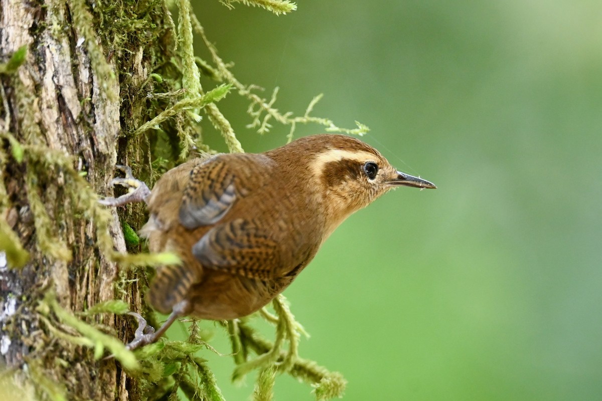 Волоочко гірське - ML646740776