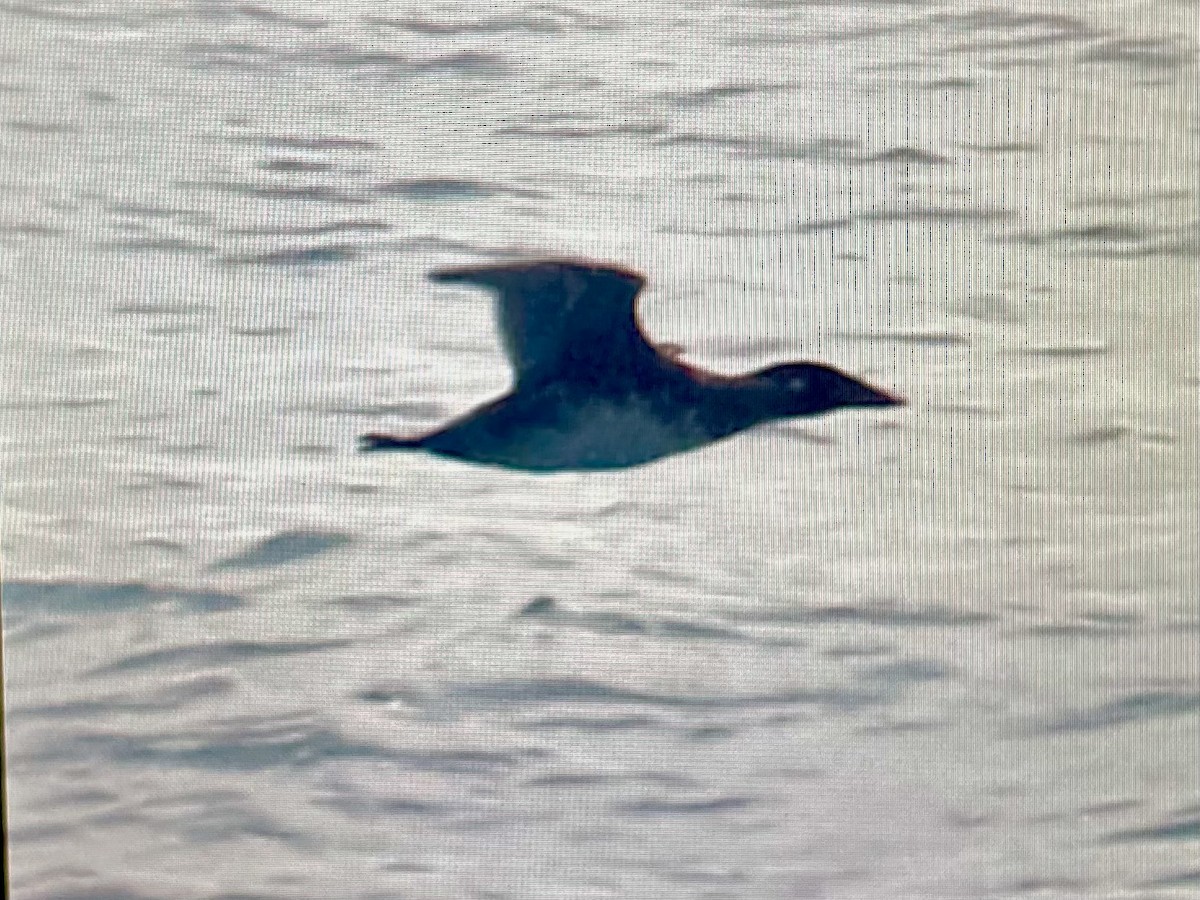 Ahatebeltz kopetazuria - ML646740784