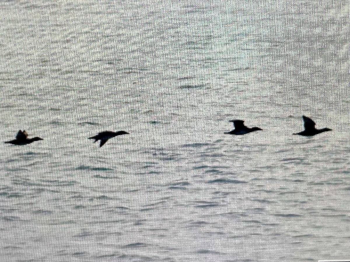 Ahatebeltz kopetazuria - ML646740785