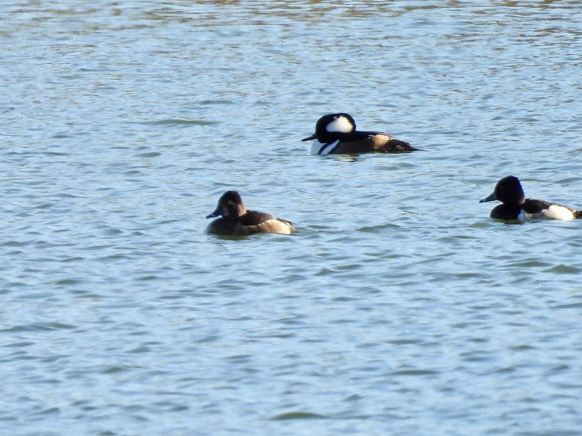 Hooded Merganser - ML646740786